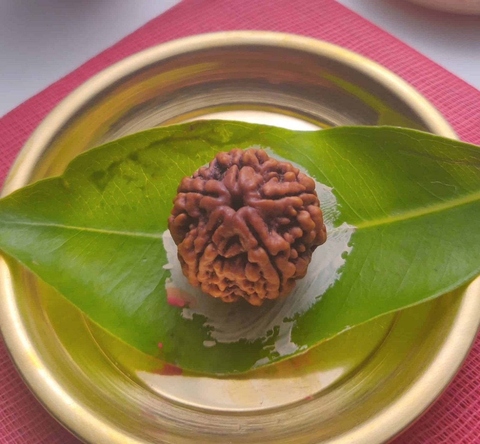 1 Piece 5 Mukhi Rudraksha 100% Natural With Red Color Thread