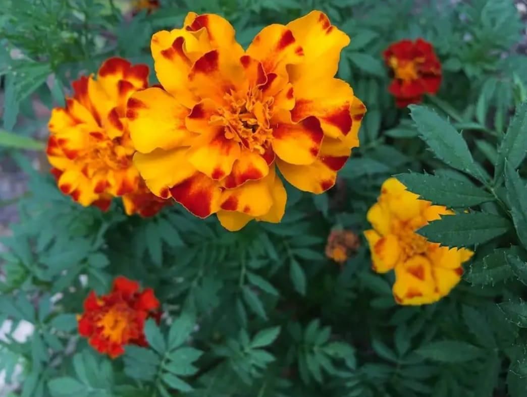 French Marigold Seeds
