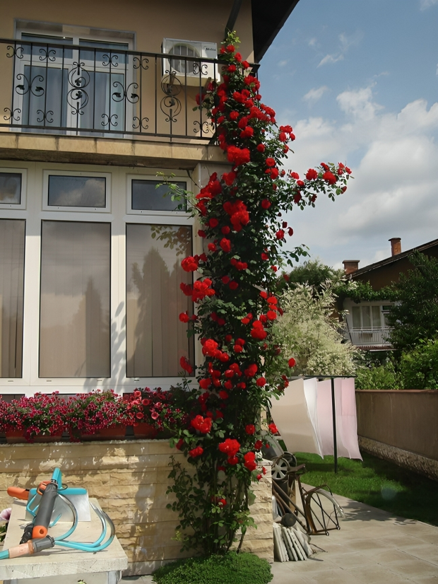 (Pack of 2) Elegant Climbing Rose Flower Seeds + Plant Growth Supplement