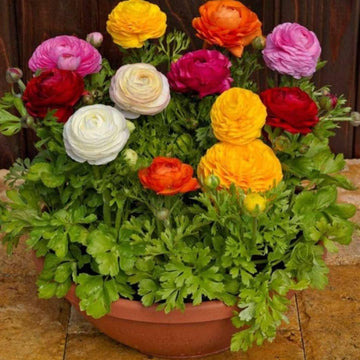 Ranunculus Seeds