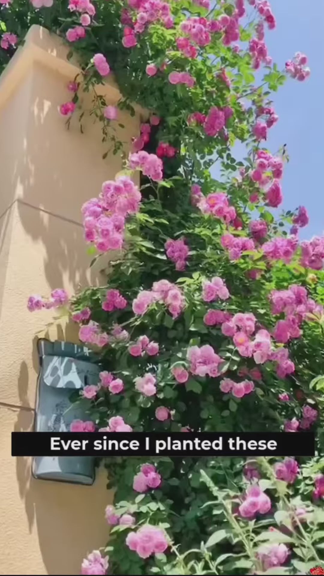 (Pack of 2) Elegant Climbing Rose Flower Seeds + Plant Growth Supplement