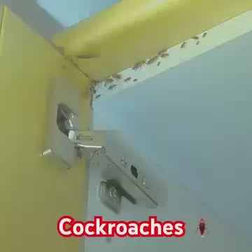 24pcs Of Cockroach Killer Gel (Pack of 2)