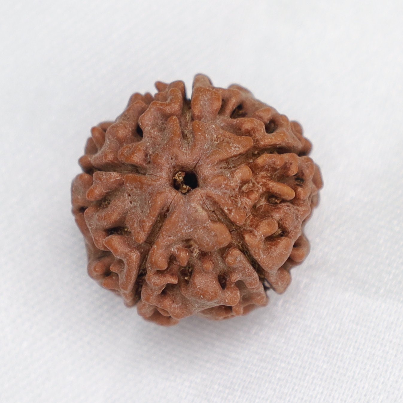 1 Piece 5 Mukhi Rudraksha 100% Natural With Red Color Thread
