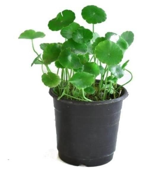 Hydrocotyle Vulgaris Seeds