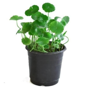 Hydrocotyle Vulgaris Seeds