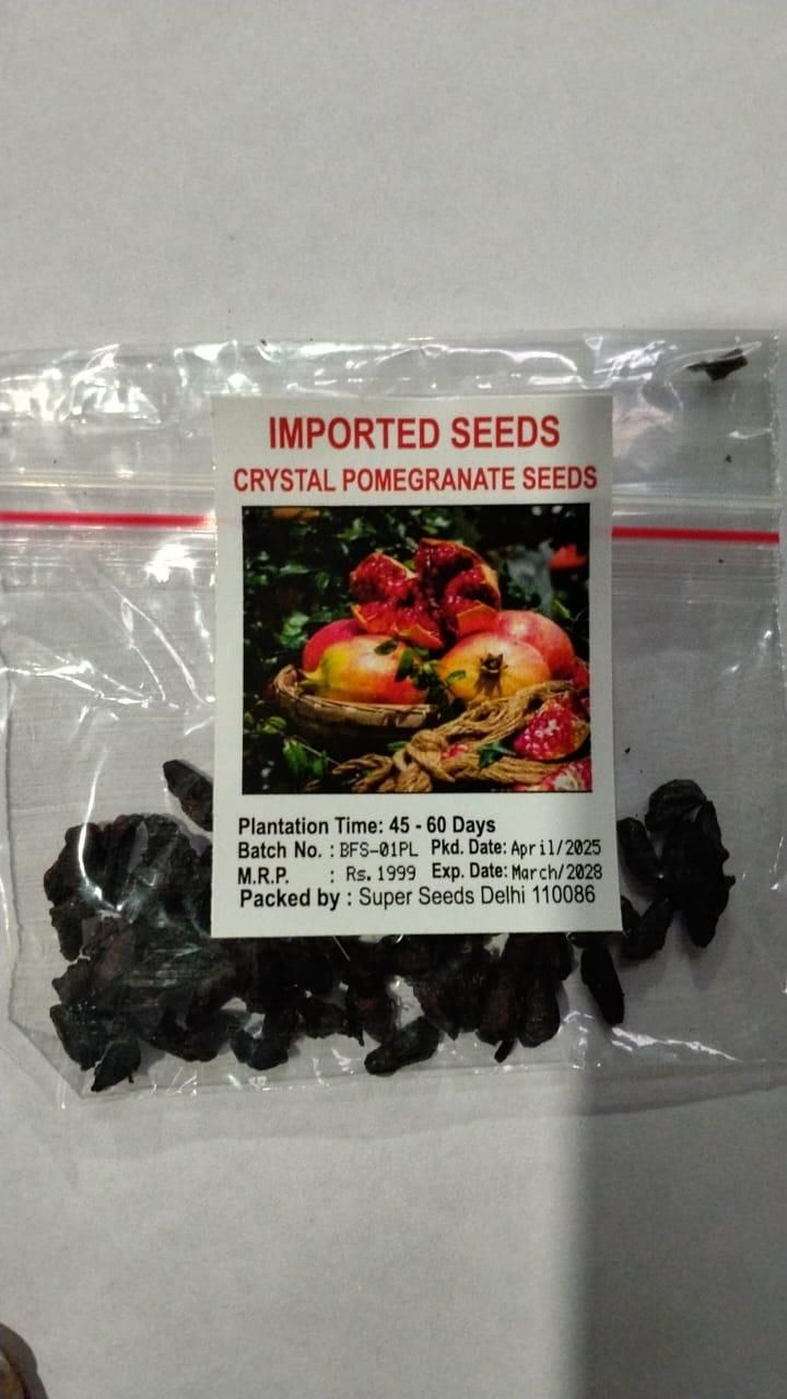 Pomegranate Seeds Pack of 1