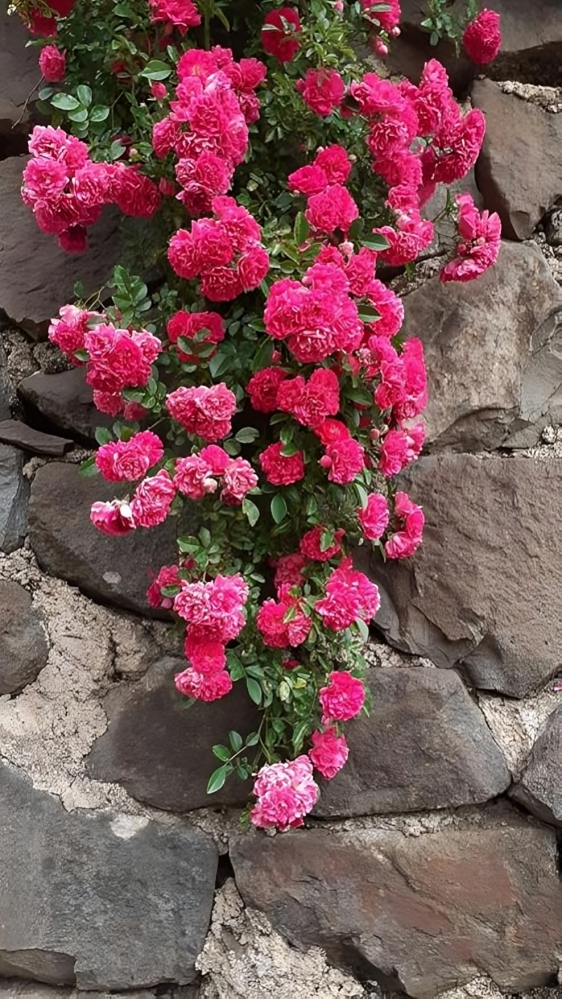 (Pack of 2) Elegant Climbing Rose Flower Seeds + Plant Growth Supplement