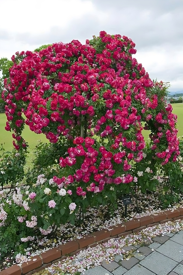 (Pack of 2) Elegant Climbing Rose Flower Seeds + Plant Growth Supplement