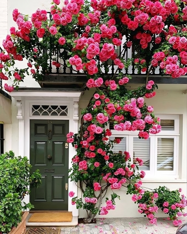 (Pack of 2) Elegant Climbing Rose Flower Seeds + Plant Growth Supplement