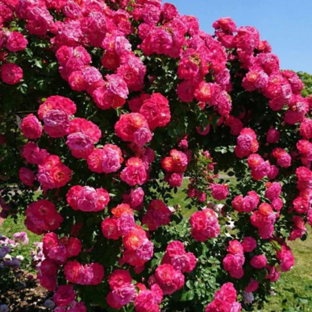 (Pack of 2) Elegant Climbing Rose Flower Seeds + Plant Growth Supplement