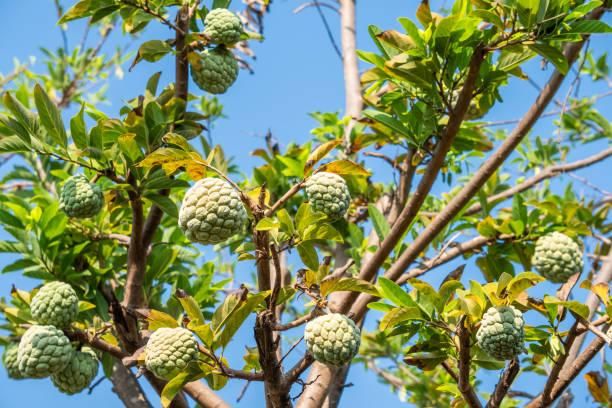 Custard Apple Seeds